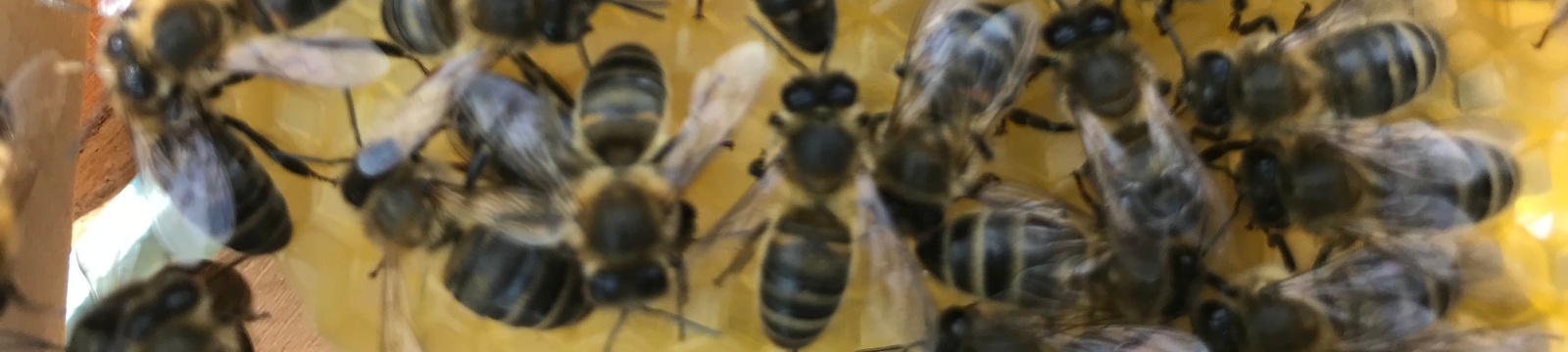 Miels et produits de la ruche